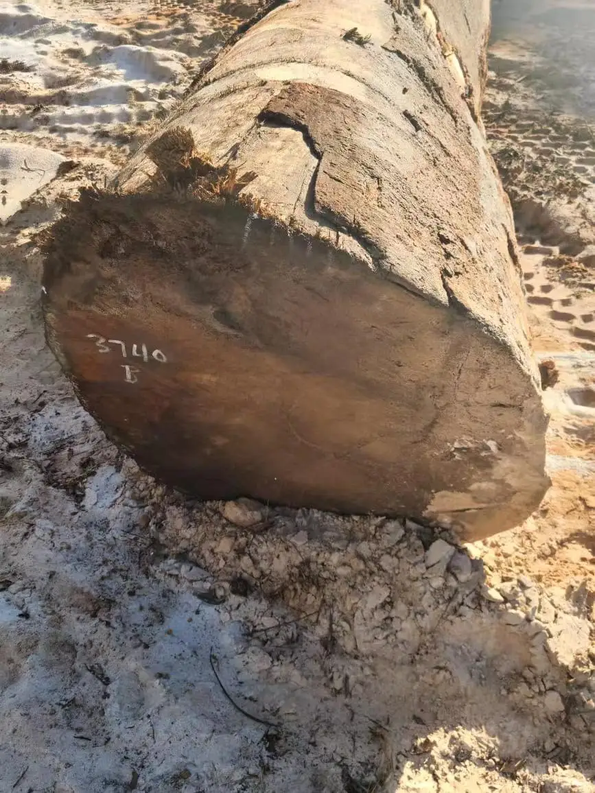 Darina round logs from Guyana, High quality with low price