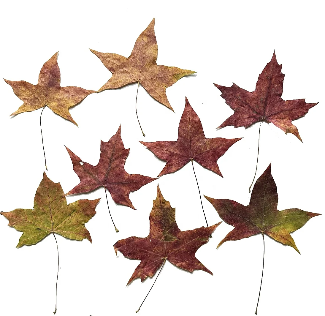500pcs/pack Sweetgum Autumn Leaf Pressed Botanical Pressed Leaves For Photo Frame Epoxy Resin