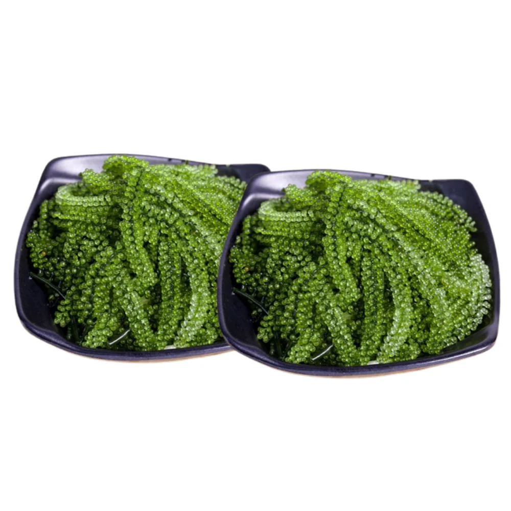 100% Wild Craft Sea Grapes Nori Salted Seaweed Seafood Haccp Certified Fast Delivery Halal Certified Packaging Vietnam