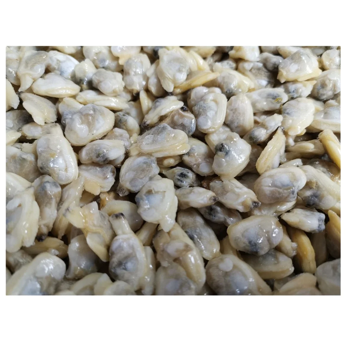 frozen high quality boiled baby clam meat cooked clam without shell