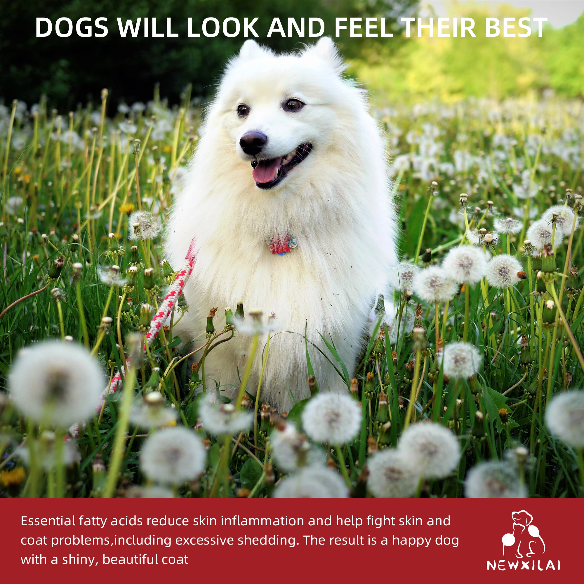 OEM ODM factory custom private label pet nutrition wholesale for dog and cat freeze dried salmon supplement treat chews food