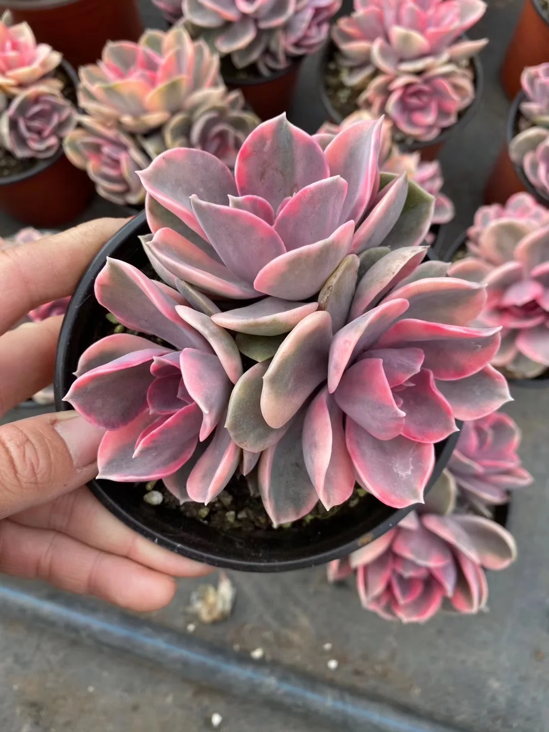 Высшее качество популярный настоящий кактус echeveria Радуга для