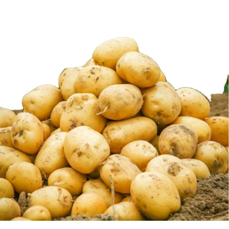 Wholesale high quality big size fresh potatoes for colombia
