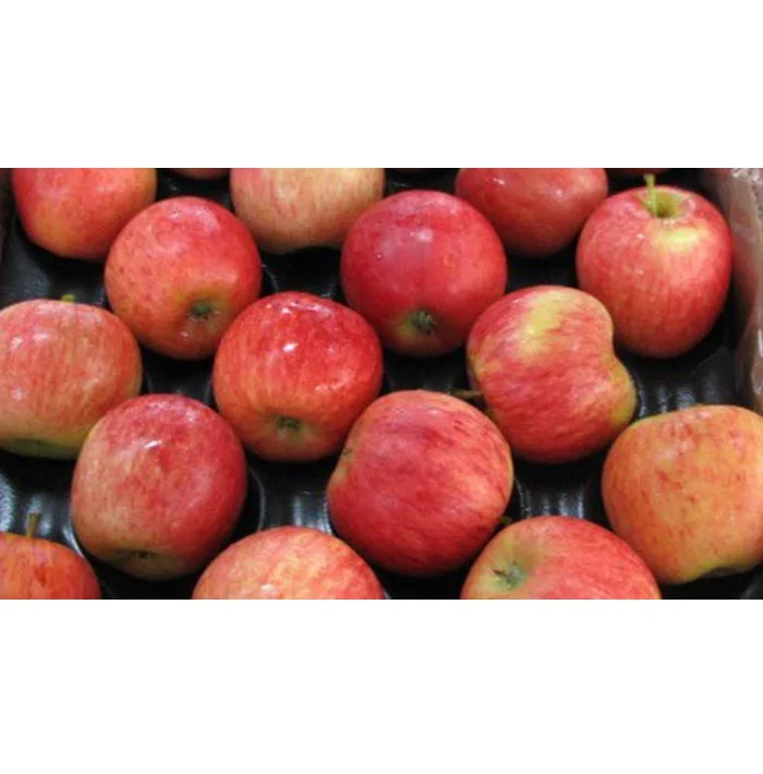 hot selling super quality fresh red royal gala apple for wholesale