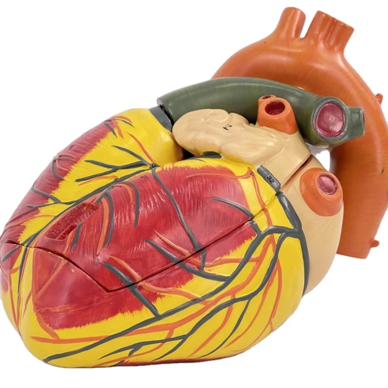 Anatomical Model of Human Heart B Ultrasound Cardiac Model for Medical Teaching