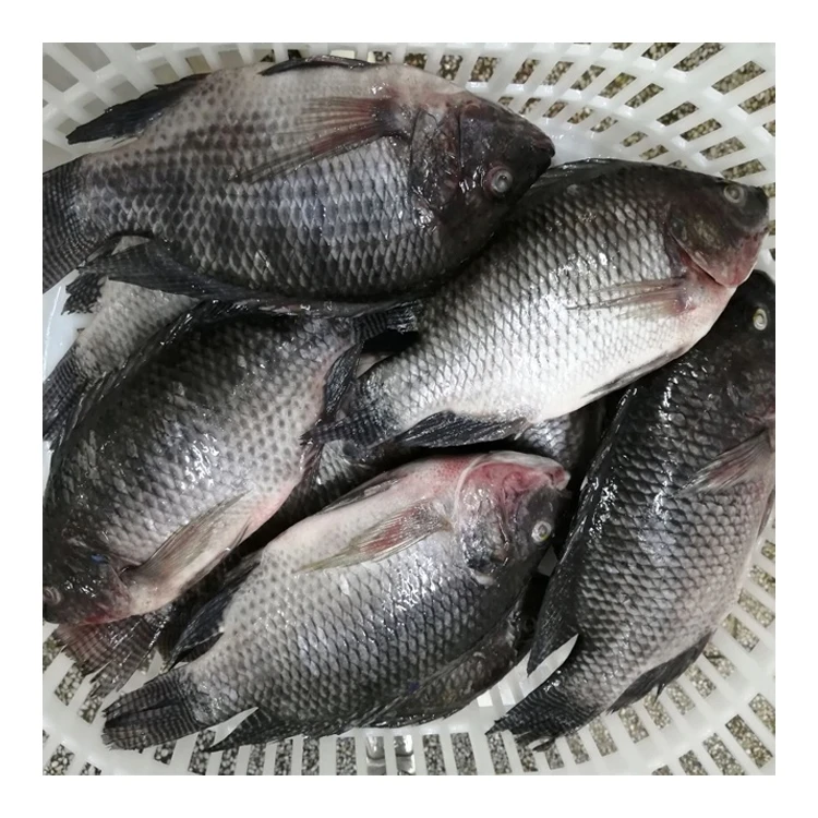 Premium Quality Tilapia for Tilapia Frozen Whole Round Tilapia Fish with all size