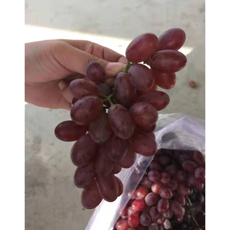 High quality fresh organic grapes
