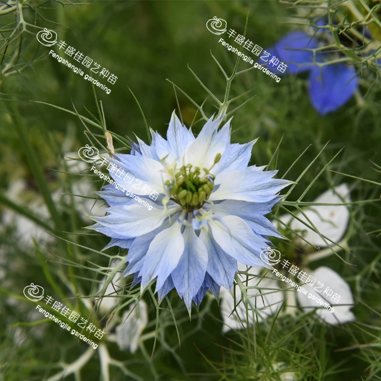 
Wholesale high-purity hei zhong cao seed/nigella seeds 