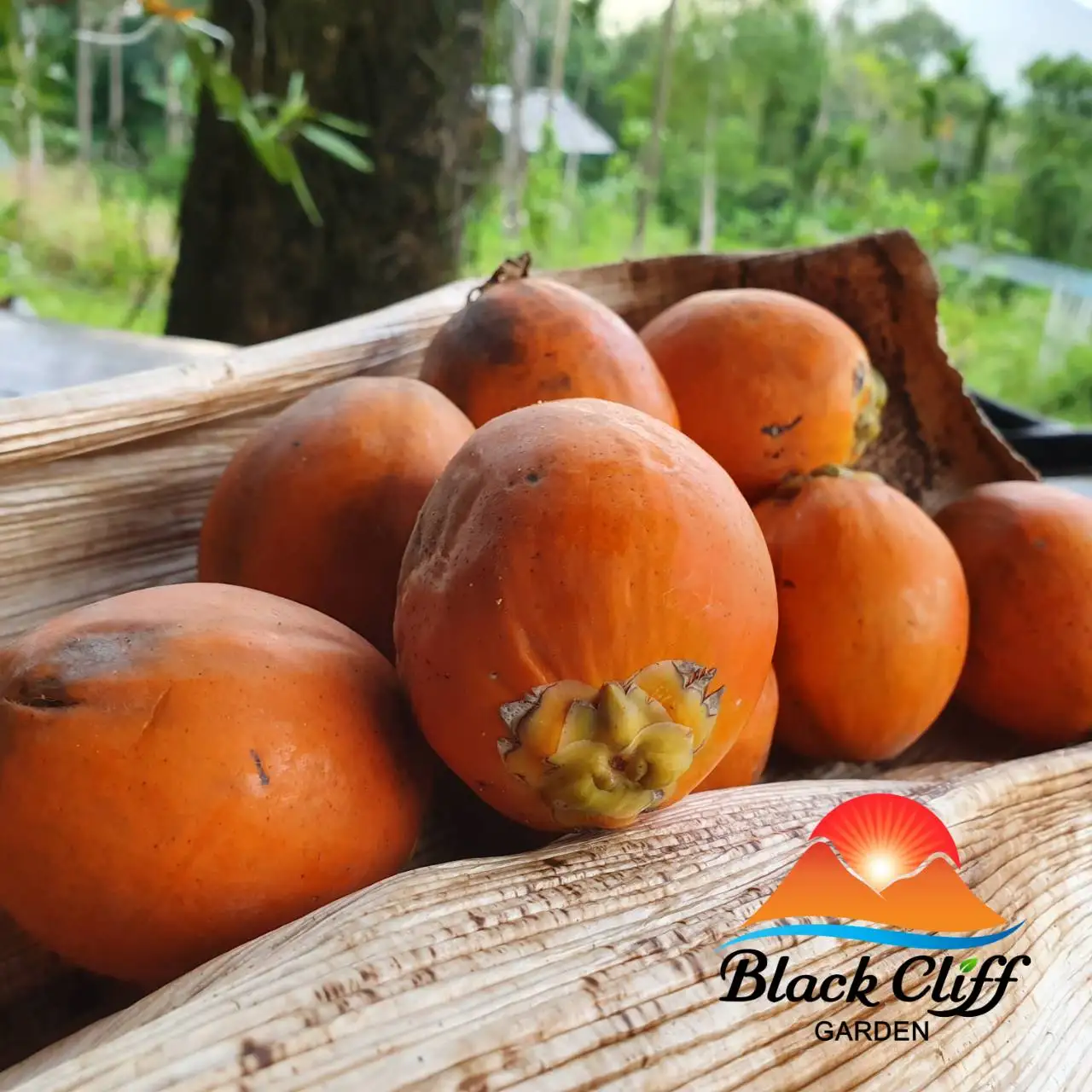 
Wholesale Price and Premium Grade 100% Natural Original Product from Thailand Betel Nut 