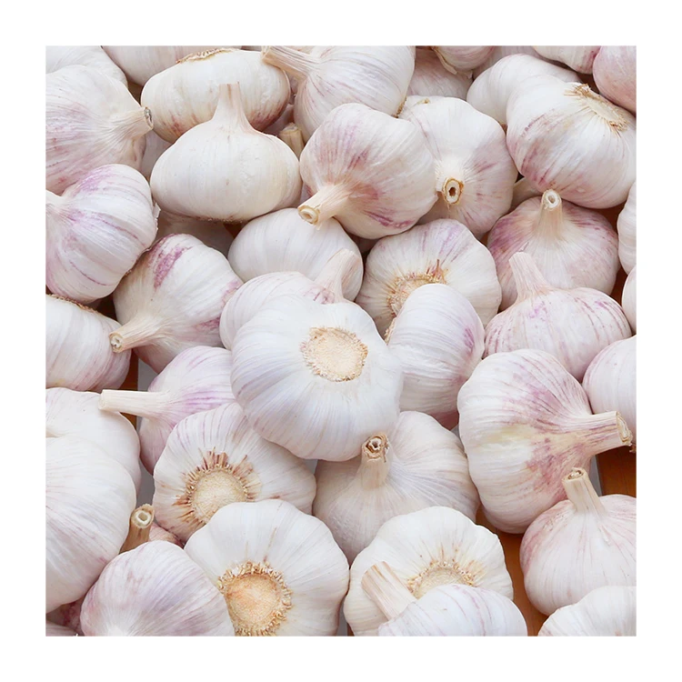Good price hot sale 5cm garlic wholesale with GLOBAL GAP&ISO9001 2024 newest high quality fresh white garlic export