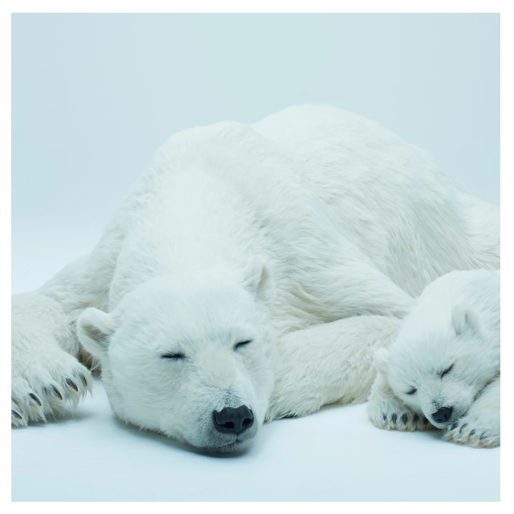 Custom Polar Bear Deisng Large-Scale 3d Artwork For The Home