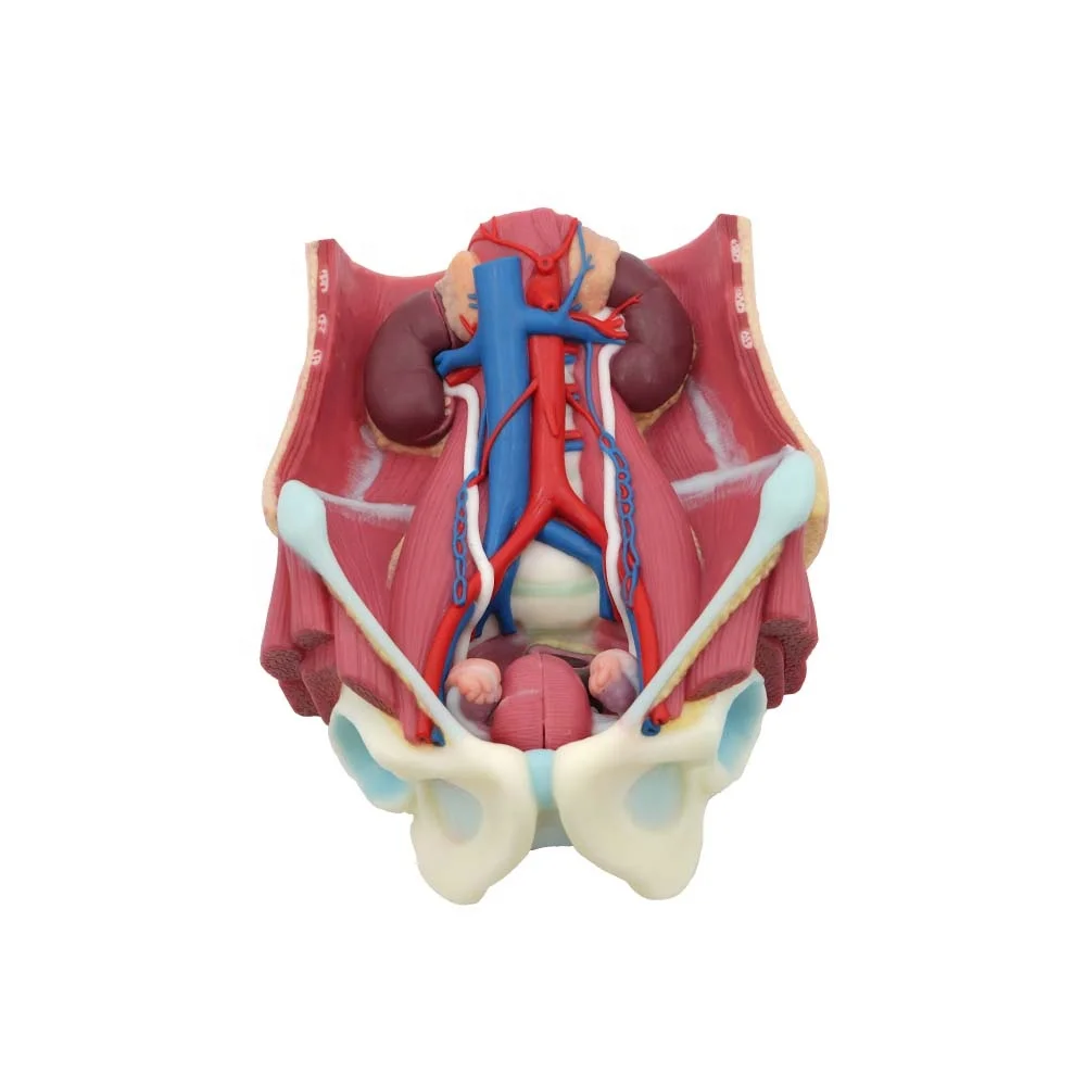 Medical Anatomy Model Soft Silicone Human Urinary System Model