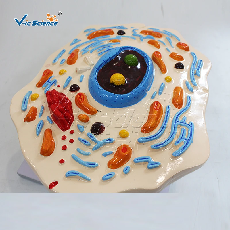 Cell submicrostructure model biology teaching model anatomical model laboratory and school equipment