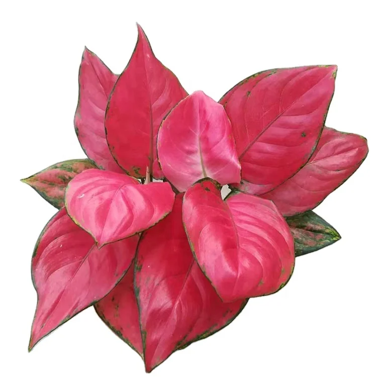wholesale  popular beautiful Aglaonema Auspicious Red ornamental live real plant bonsai foliage plant