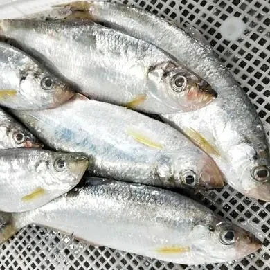 Wholesale Bulk Good Quality IQF Frozen White Sea Bream Fish
