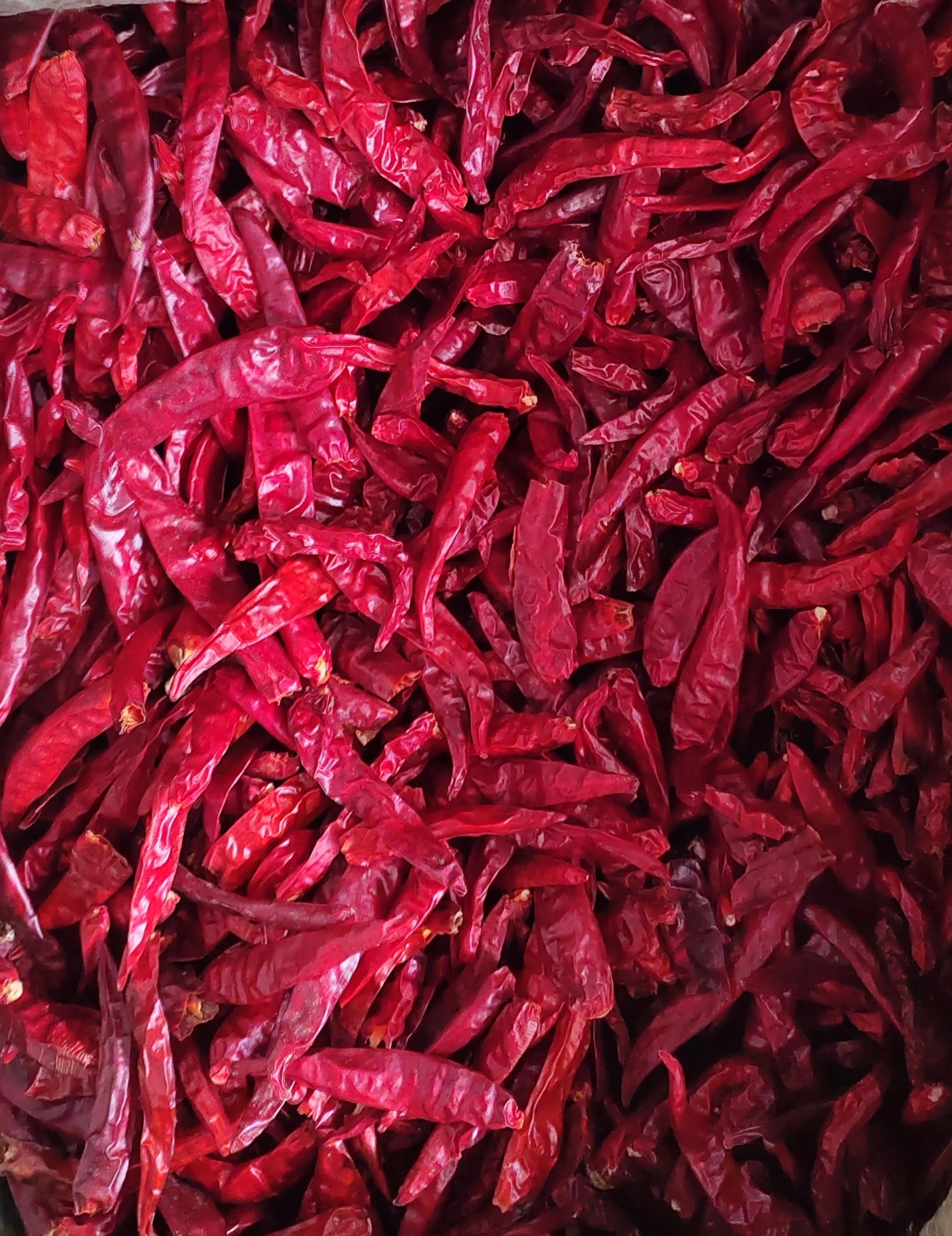 Dried Red Chili Spicy Food Variety in Bulk Packaging for Adding Flavor to Your Dishes
