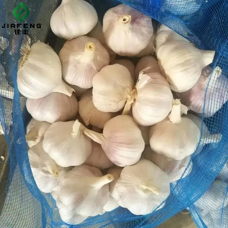 pure white garlic fresh New Season fresh China Garlic For Export Certified Fresh Pure White Garlic