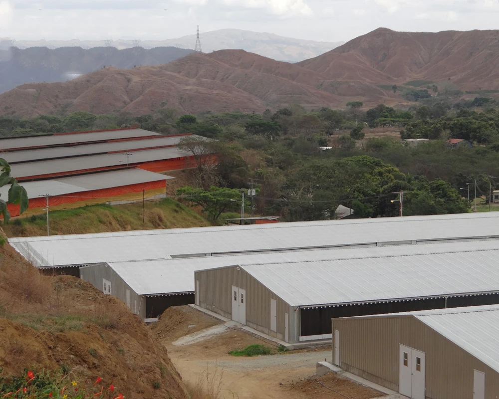 Steel Structure Egg Chicken House Sandwich Panel Chicken Broiler House Design