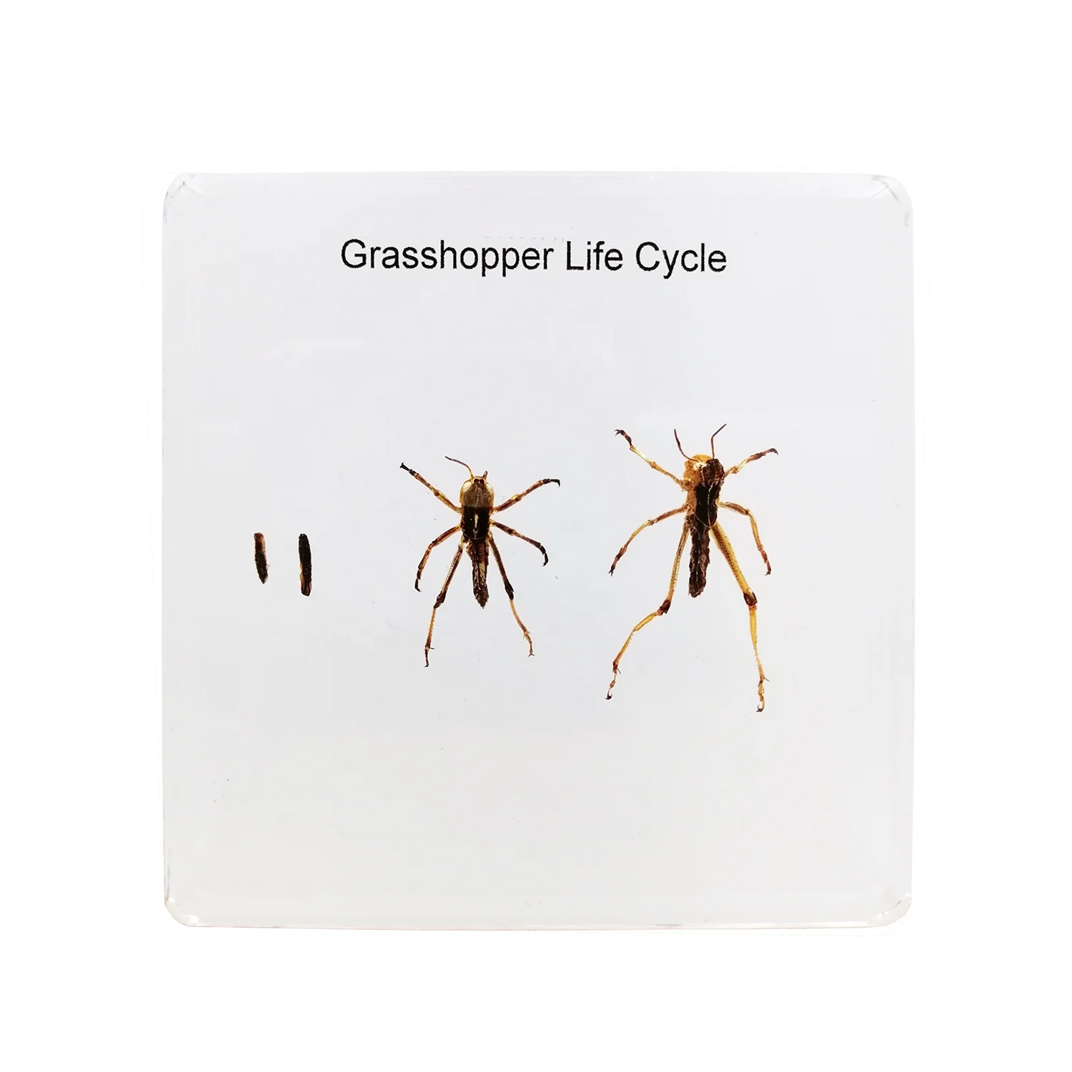 Resin specimen in teaching resources life cycle of grasshopper biological specimen