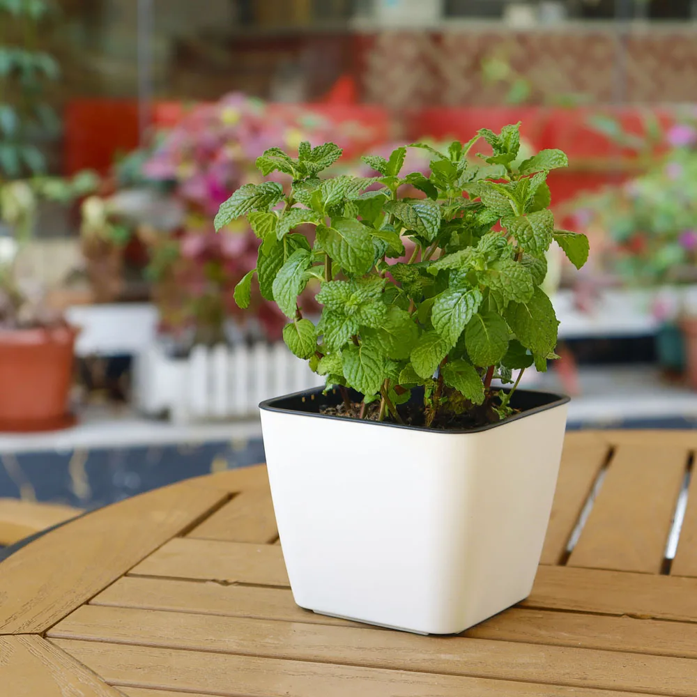 Decorative Garden Cheap Plastic Pots For Home and Garden