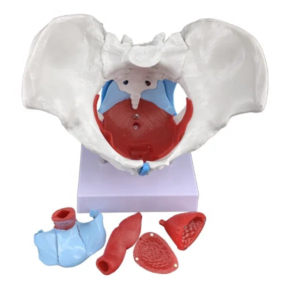 Anatomical Model Of The Female Pelvis With Pelvic Floor Muscles With Removable Organs