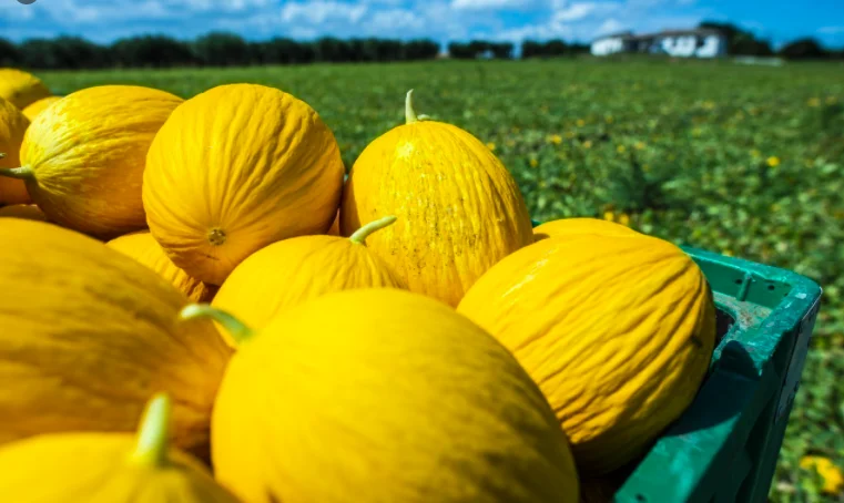 
Moroccan farms high quality fresh fruits sweet canary yellow melon for sale 