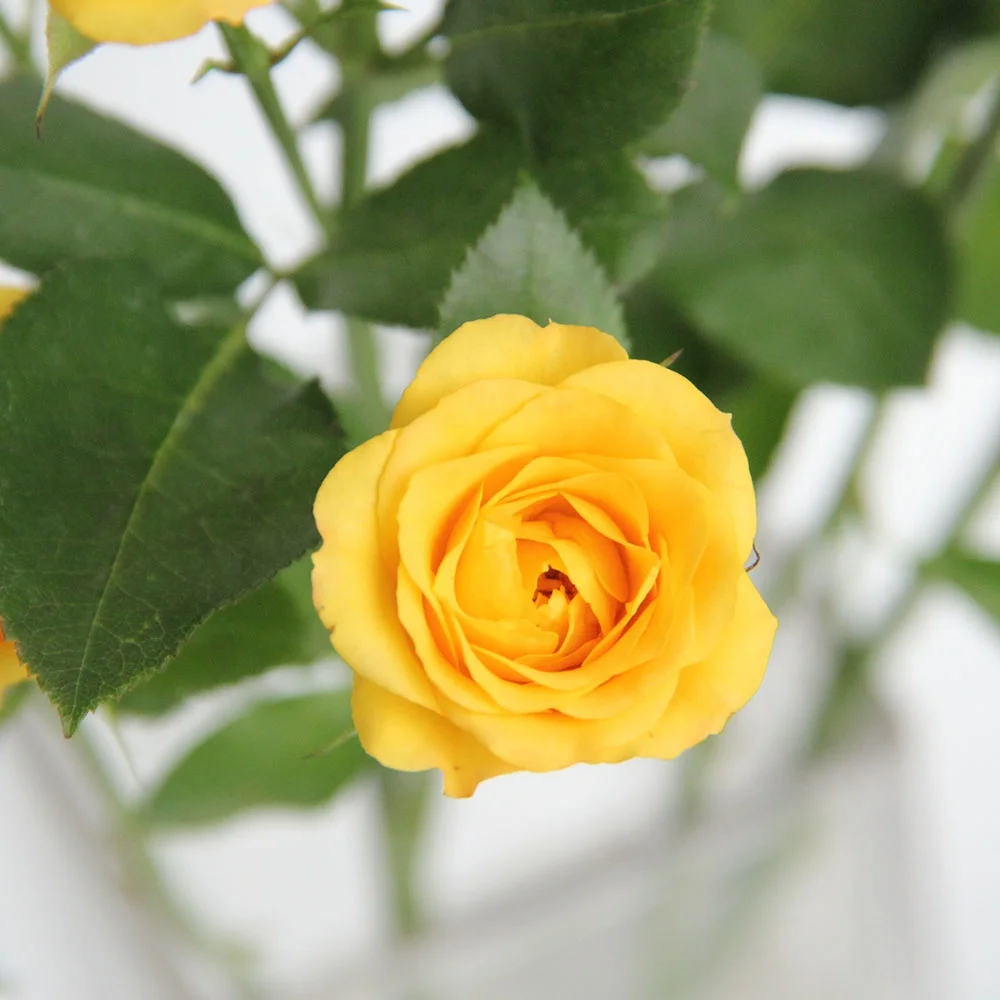 Spray Rose Flower Red Rose Carnation Wholesale Many Colors Packed Wedding Supplies Yellow Bobby Gifts Goods Favor