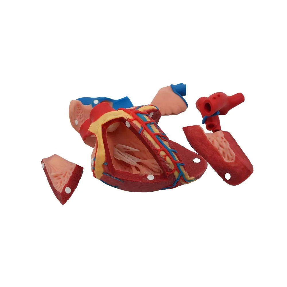 Soft Cattle Heart Silicone Model for Veterinary Anatomy Teaching