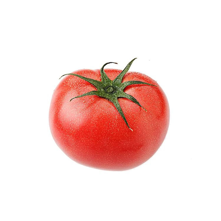 
Wholesale Box Style Storage Packaging Fresh Tomatoes Red Fresh Apple Tomato In Fresh Tomato 