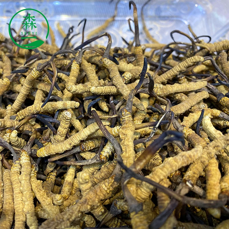 Wild plateau snow Cordyceps Sinensis Tibet Naqu Cordyceps wholesale dry goods