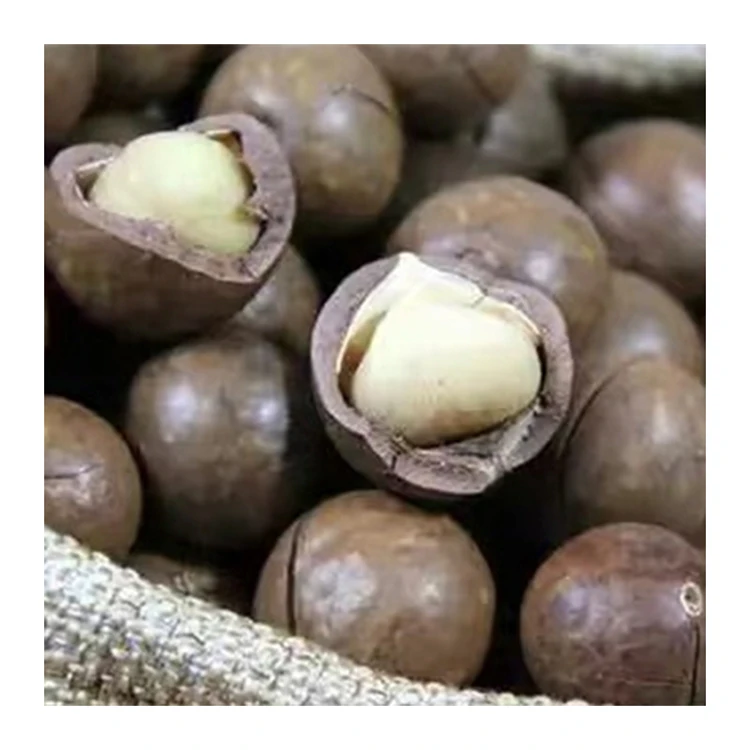 Hot Selling Product Macadamia Macadamia Nut 100% Natural Organic Macadamia Nuts Raw Price With Shell