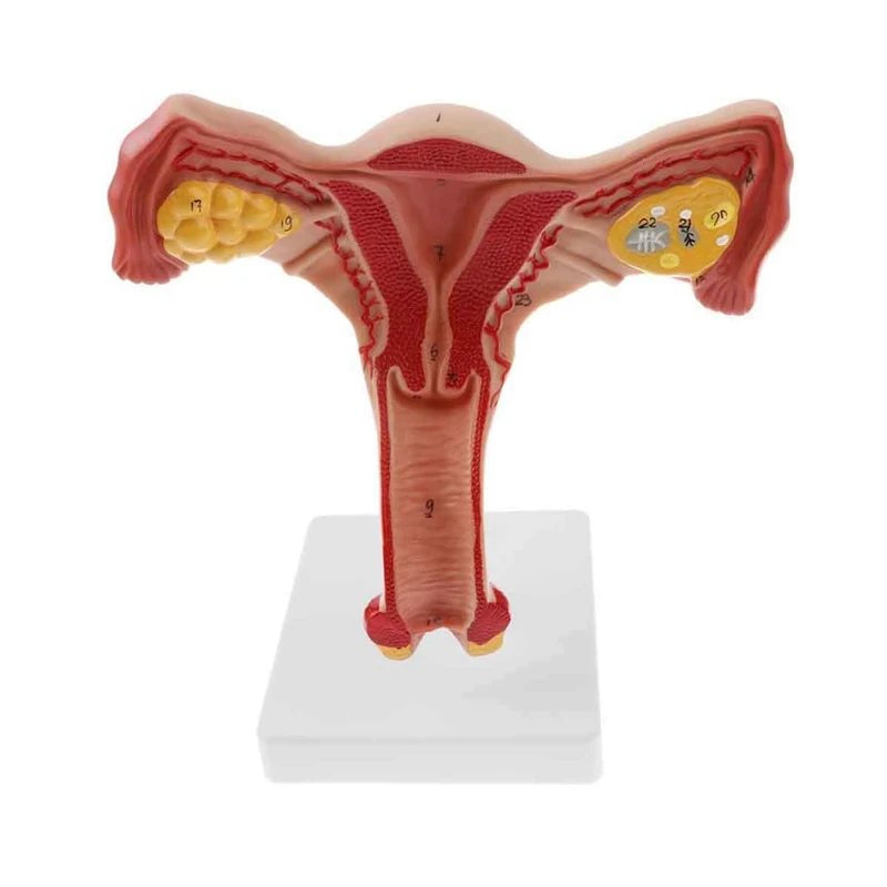 Medical Anatomy Female Reproductive Organ Model, Female Uterus Model For Medical Science