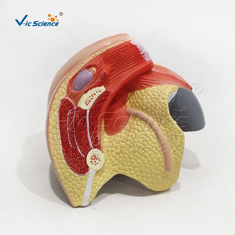Female internal and external genital anatomy 4 parts human organs model anatomical model teaching