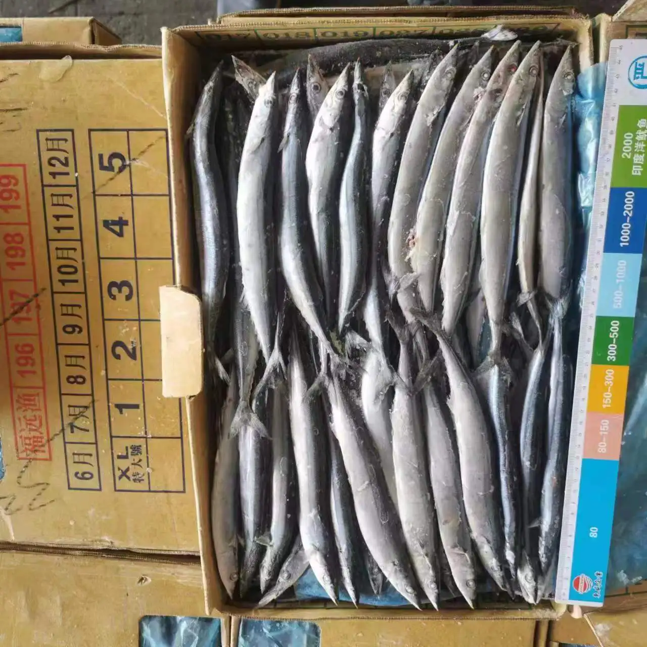 Good quality Frozen Pacific Saury Fish various size Cololabis saira