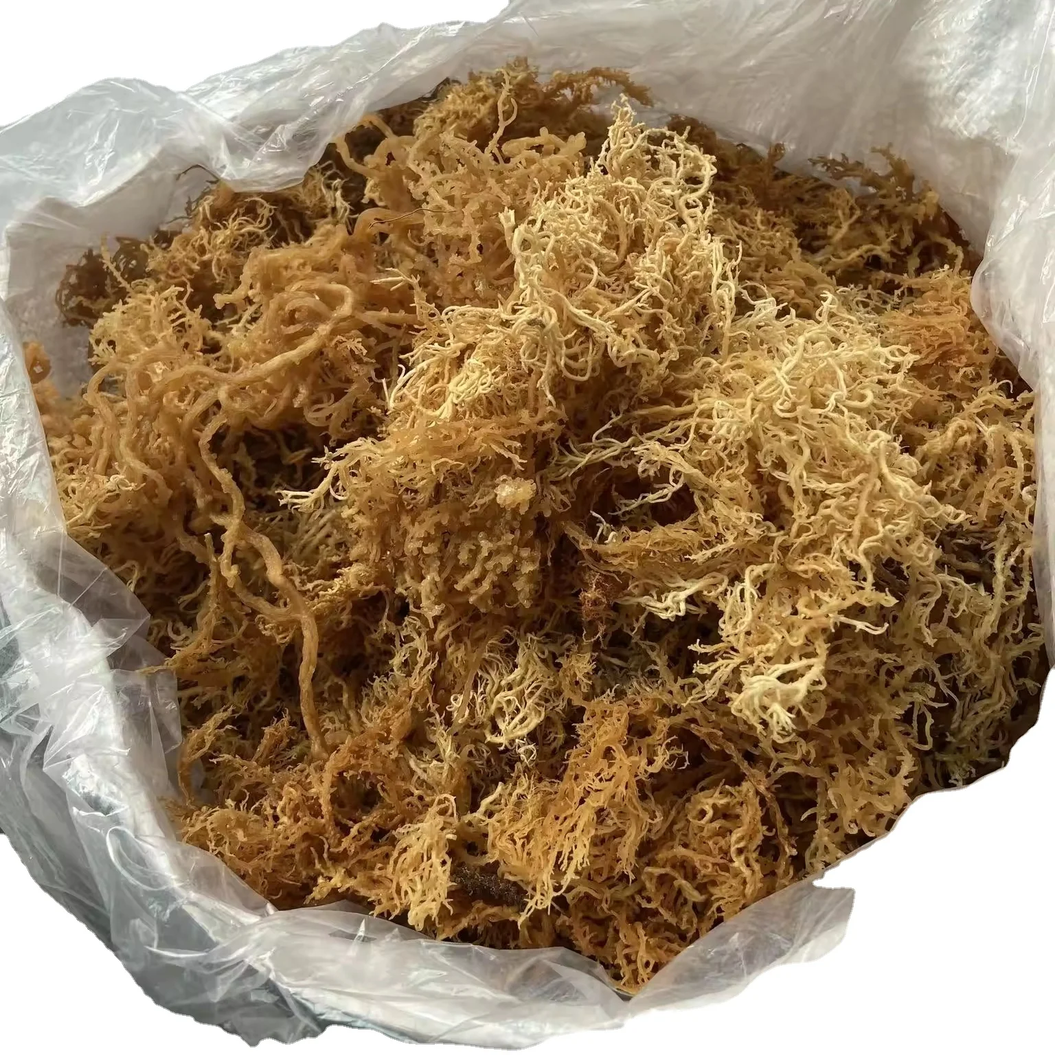 hot wholesale Salted Sargassum Sargassum seaweed seaweed Healthy nature
