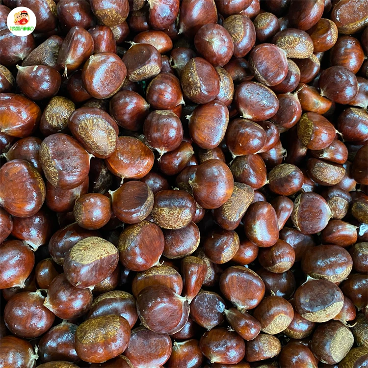 Factory Direct Supplier turkey chestnuts raw Fresh Chestnuts for sale