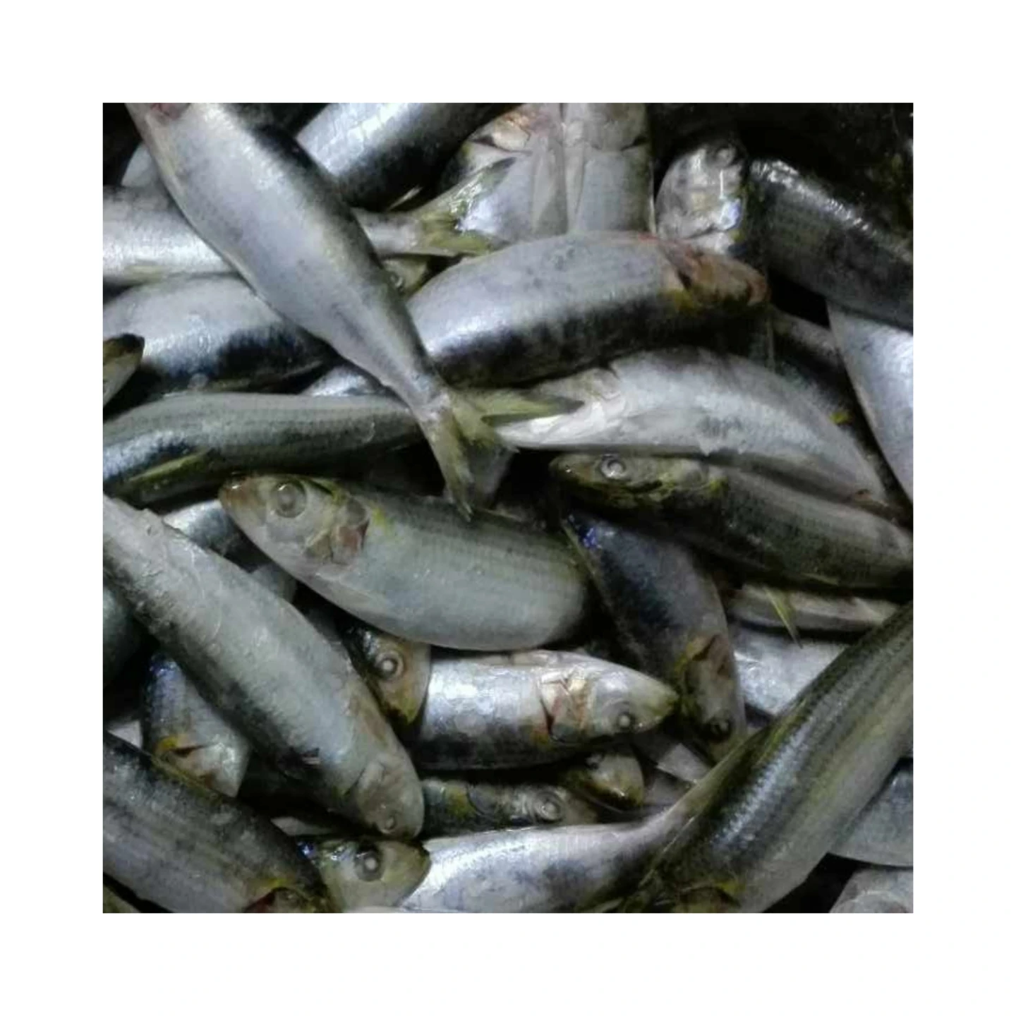 SANFENG SEAFOOD China Frozen Sardines Fish Frozen Sardines in Market