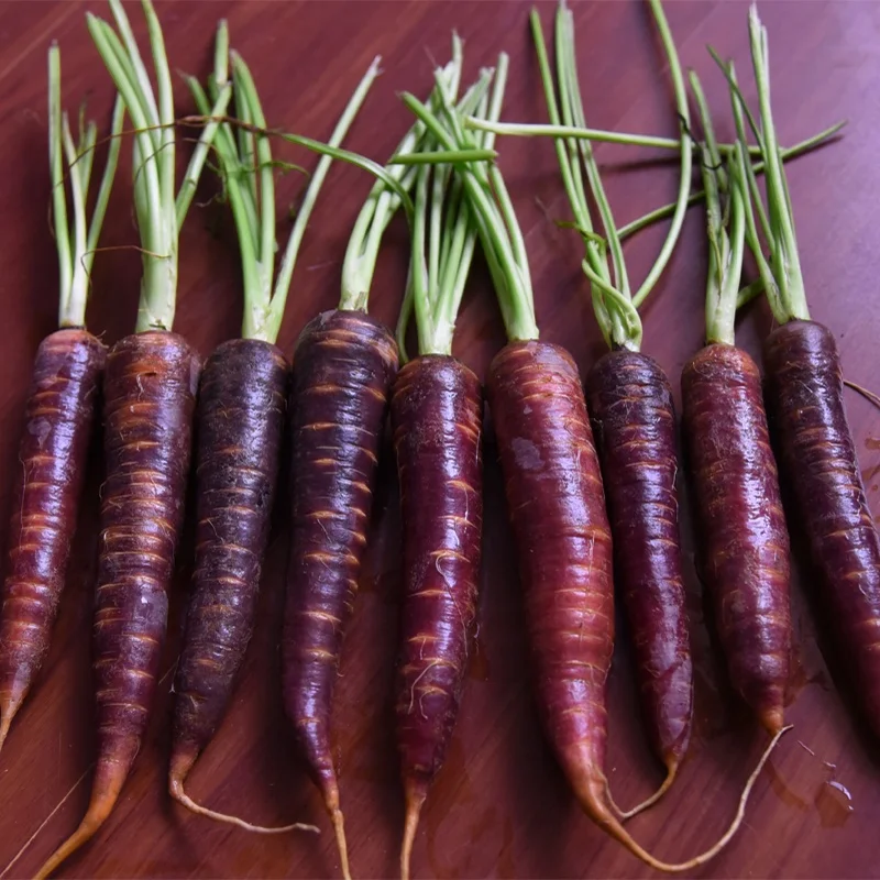 
High purity bulk F1 purple carrot seeds 