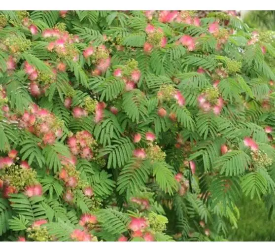 
Beautiful flowers silktree pink silk tree seeds for planting 