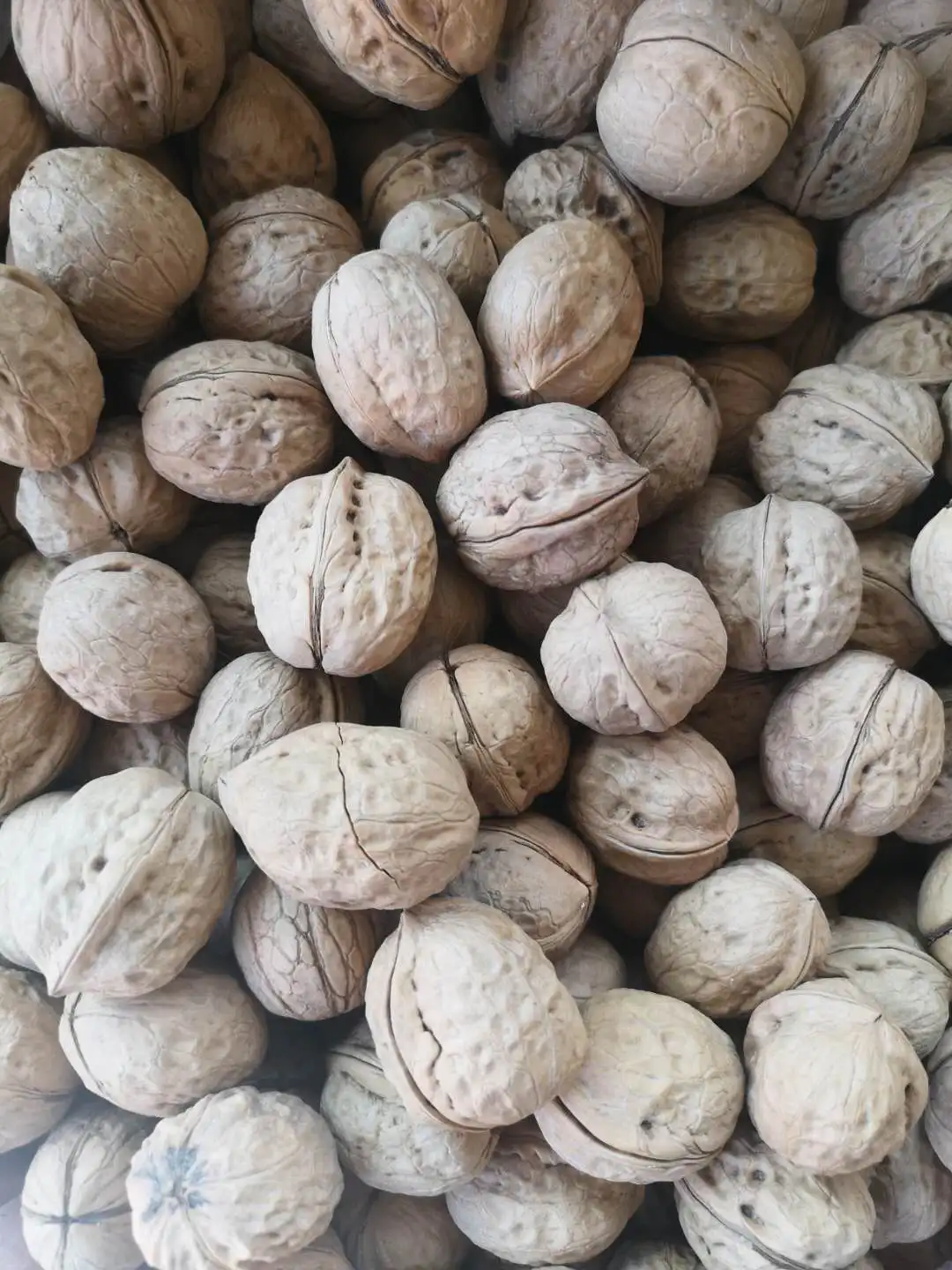 Chinese Raw Dry Clean Walnut with Shell Wholesale Plant for Export