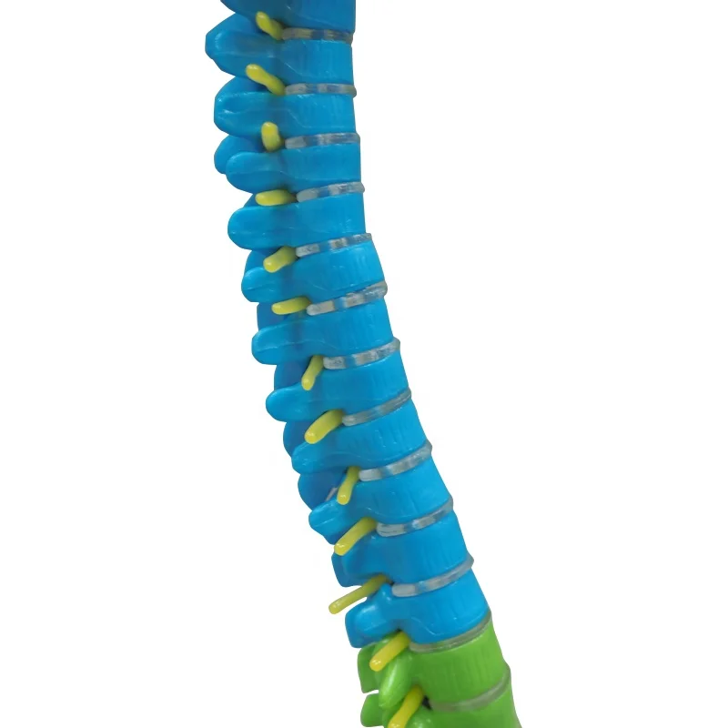 Didactic Teaching Vertebral Column with Pelvis Spine Sacrum Coccyx Spine Model