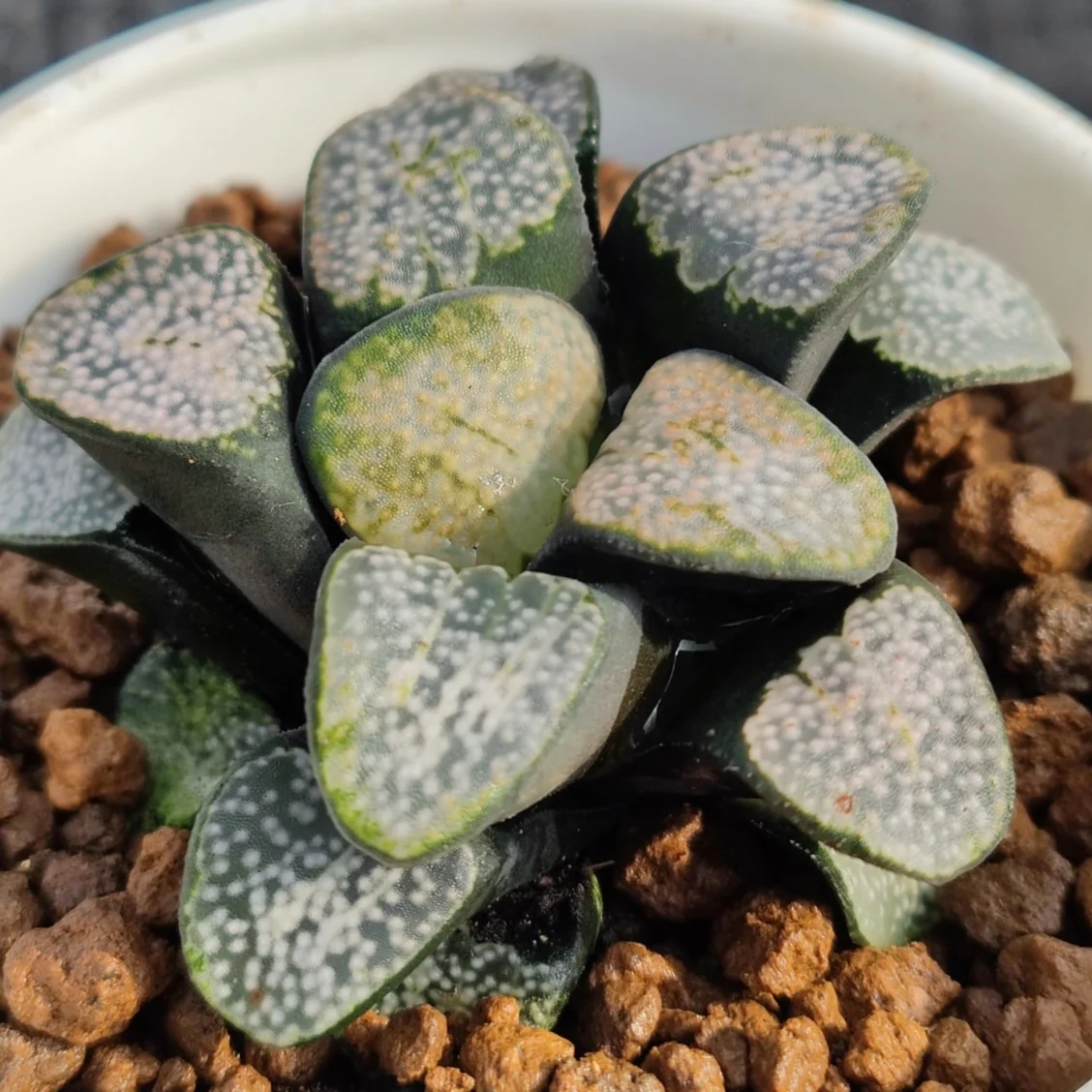  H44 Haworthia Редкие суккуленты живые растения 3 5 дюймов горшок натуральные комнатное растение