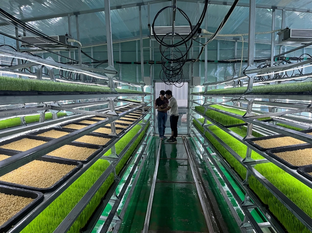 Automatic Barley Sprout Machine Hydroponic Fodder System For Sustainable Farming