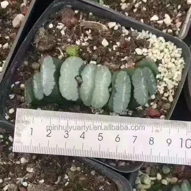 Горшечное растение Haworthia белое окно декор для питомника настоящие комнатные уличные растения