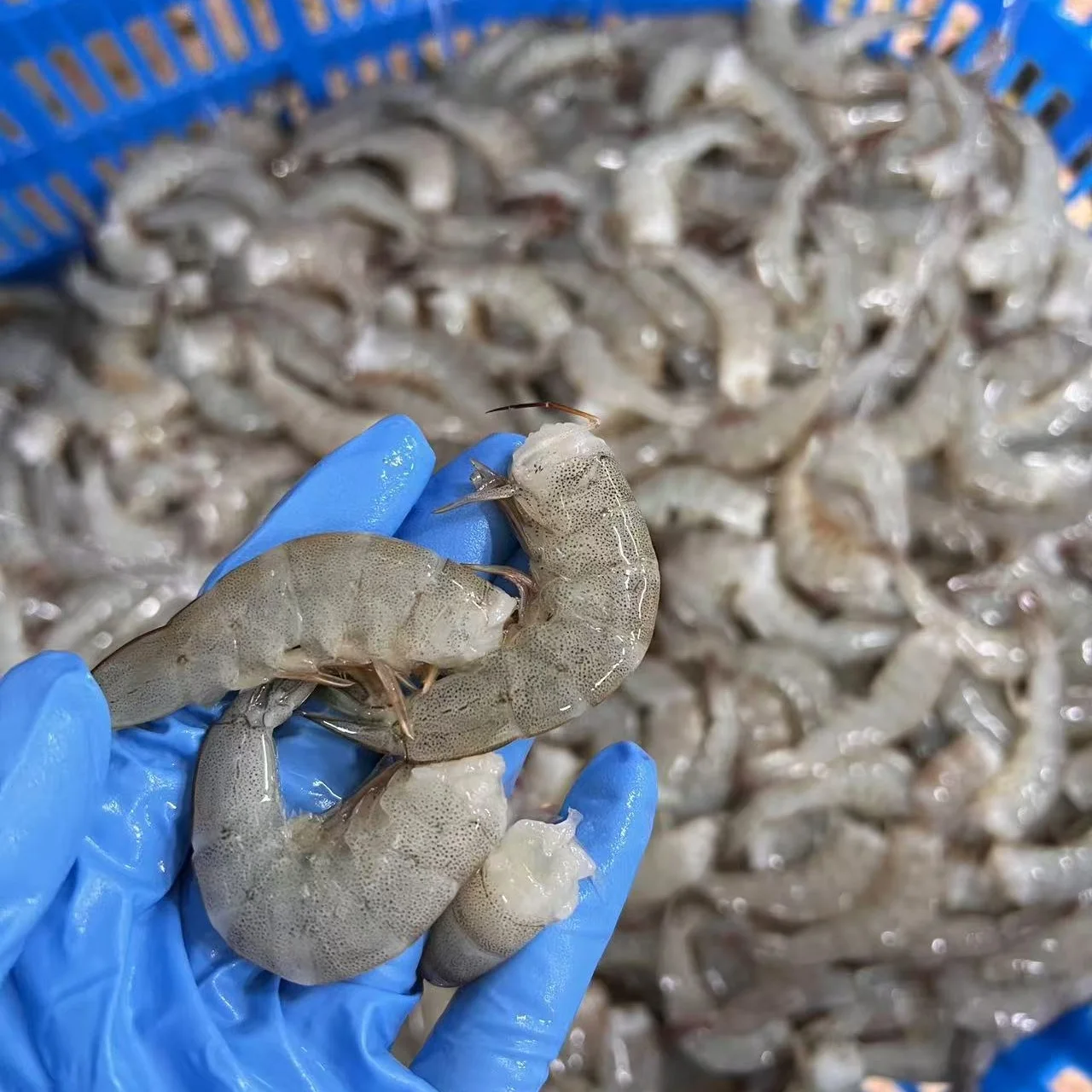 Fresh shrimp tail high quality seafood material natural food 20-30 30-40 Whiteleg shrimp affordable price