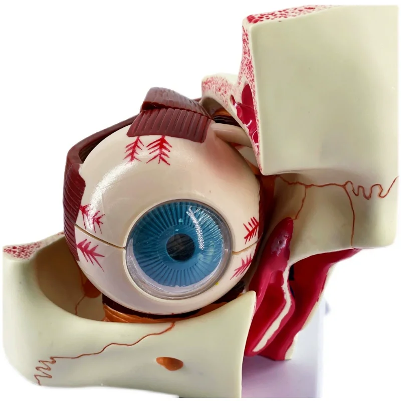 Medical science optical experimental teaching resources for human eyeball orbital structure enlargement model teaching