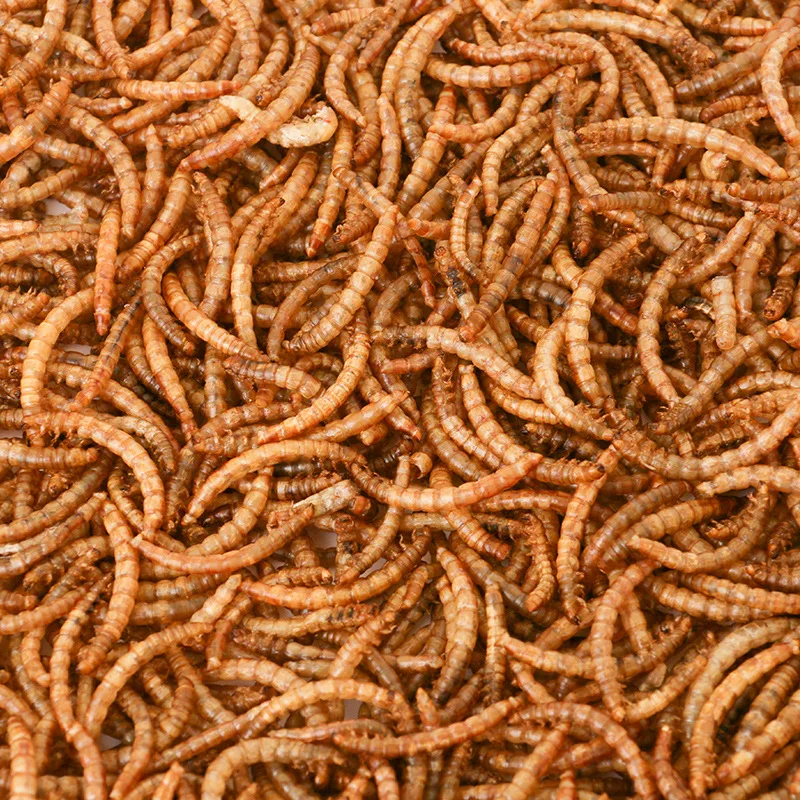 oem odm Dried bread worms wholesale dried yellow mealworms pet food bird food feed hamster snacks ornamental fish turtle food