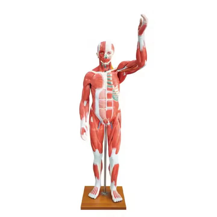 80cm Human Full Body Muscles Torso Model with internal Organs