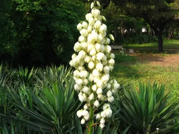 100% чистый экстракт Yucca Schidigera порошок экстракта Saponins