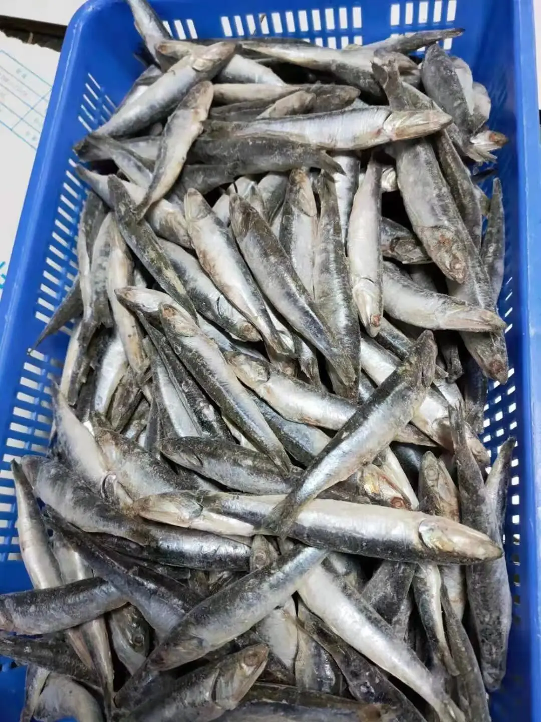Good quality IQF sardine  whole round sardine for bait
